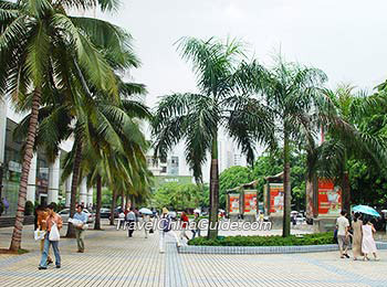 Coconut palms in Haikou, Hainan